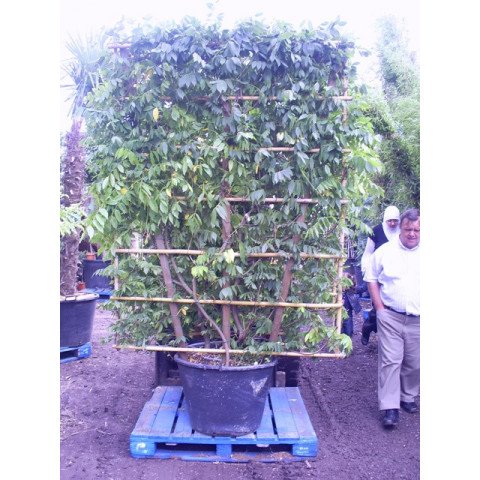 Seagrave Nurseries WISTERIA SINESIS ON 7ft x 5ft TRELLIS